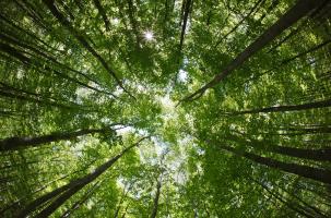 treetop