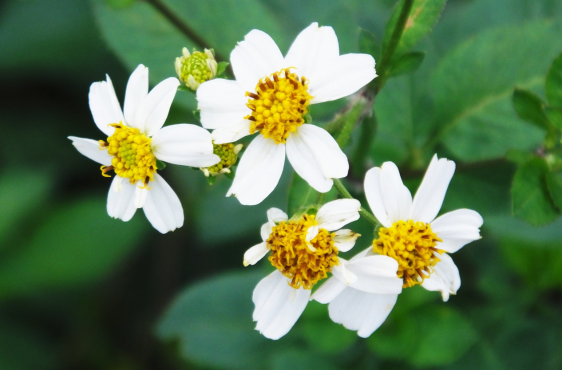 a photo of bidens alba flowers