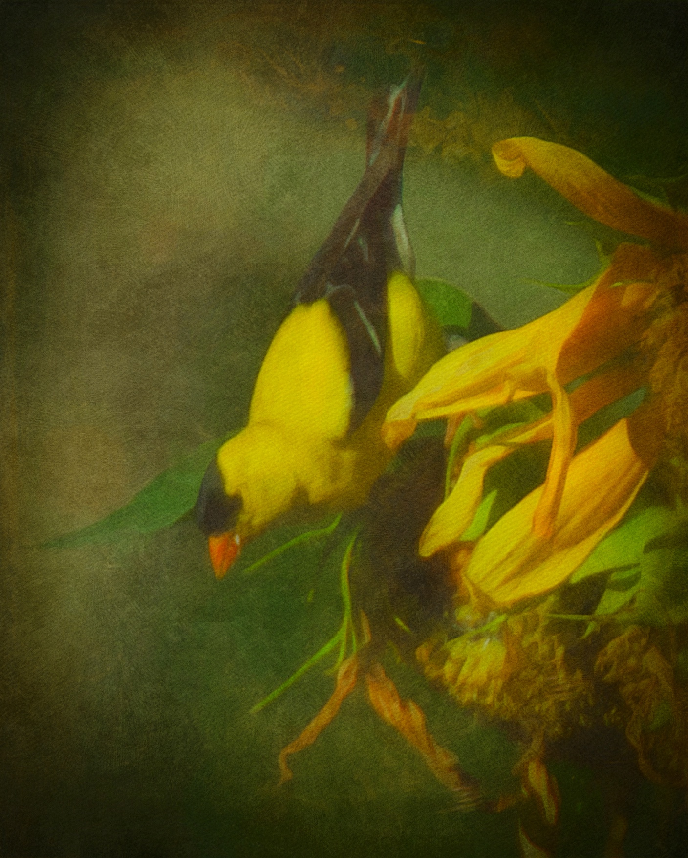 Processed image of the Goldfinch
