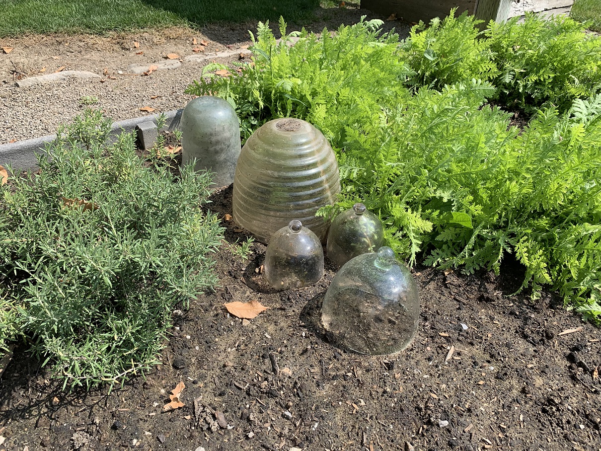 Protect plants from unexpected spring frost with cloches. 
