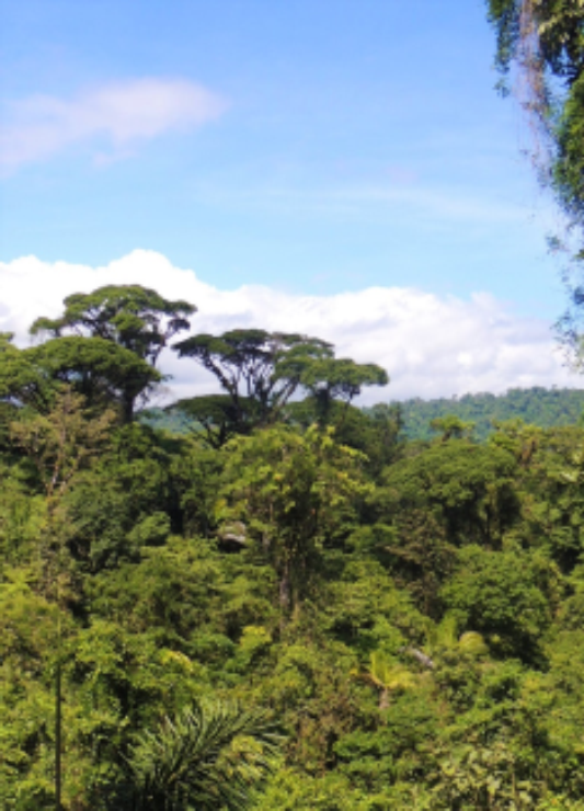 Costa Rica Trees