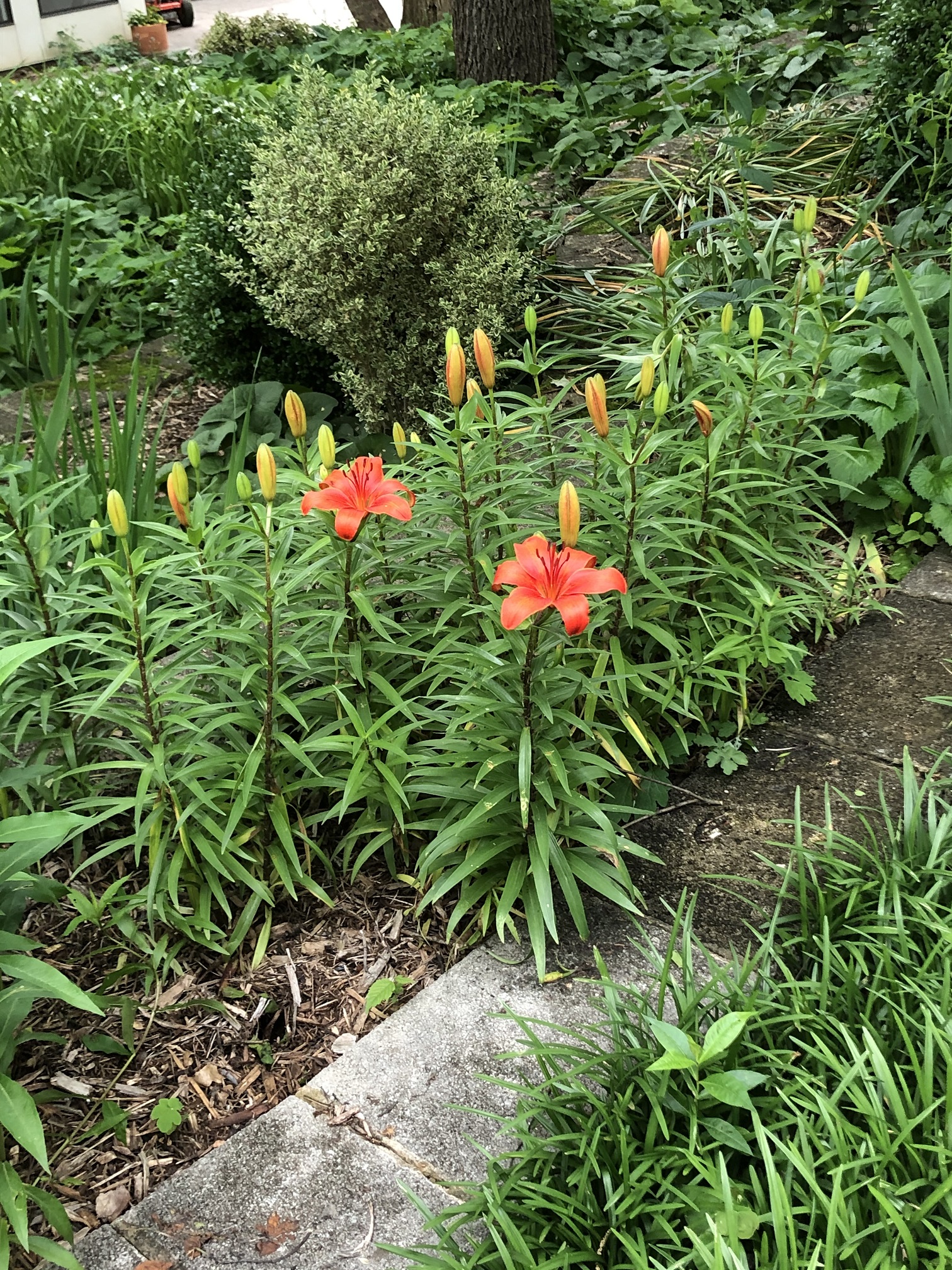 dwarf lilies