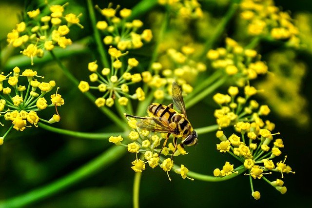 Hover Fly & Dill