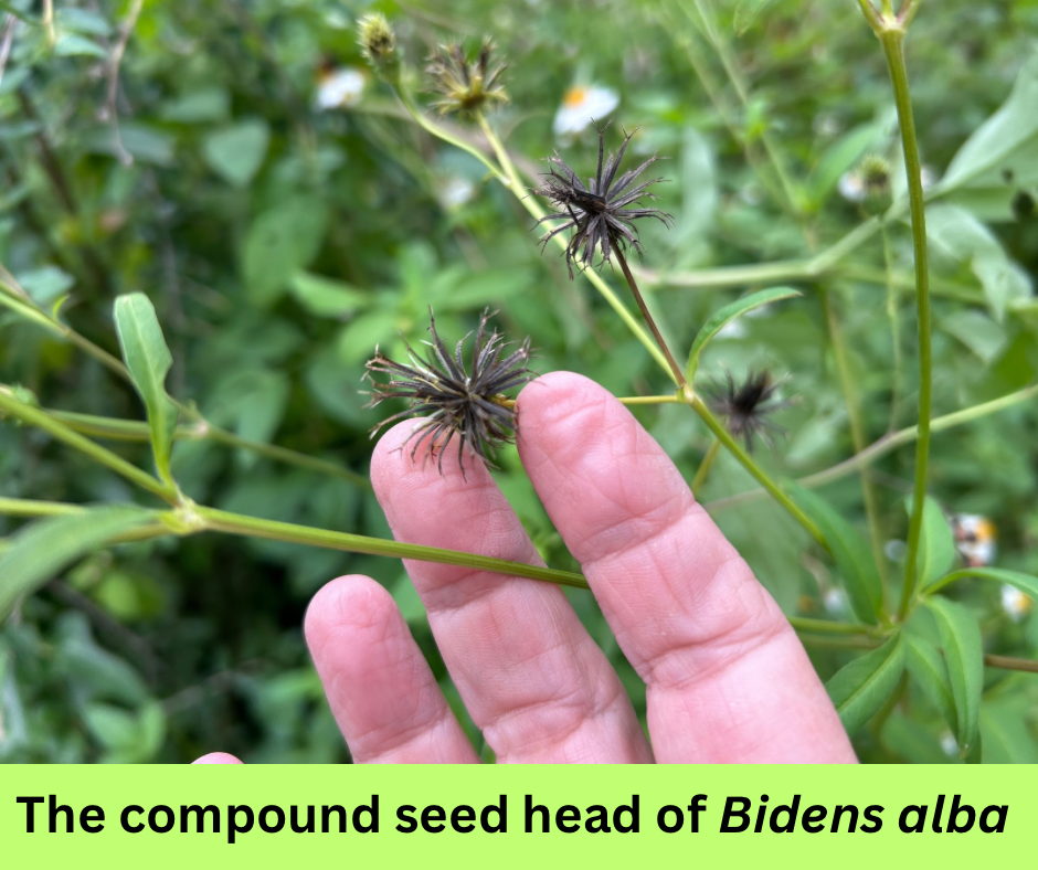 woman holding compound seed head of bidens alba