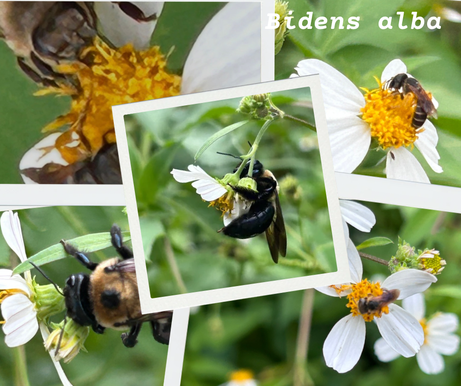 a photo of bumblebees on flowers