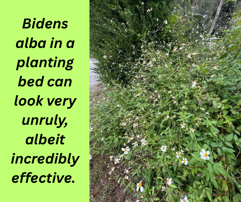 bidens alba plants