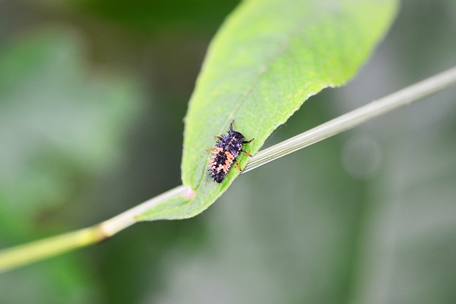Ladybug Larvae, Pixabay