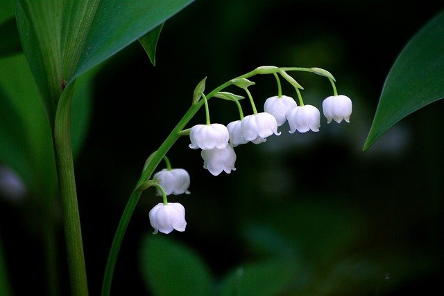 May- Lily of the Valley