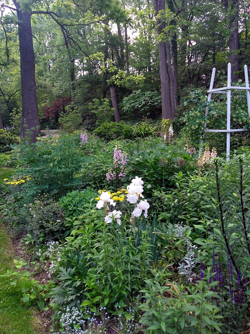 Irises blooming in David Culp's perennial garden
