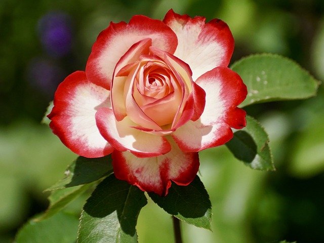 June- Rose
