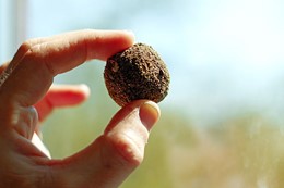 seed ball 