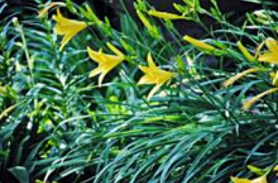 Yellow Daylily