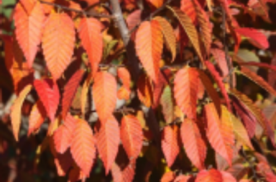 Firespring Musclewood