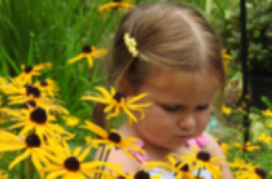 Child smelling daisies