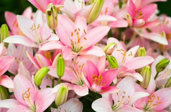 lillies