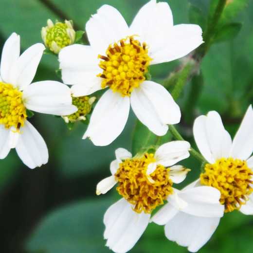 an image of Bidens alba flowering plant with yellow inside and white petals
