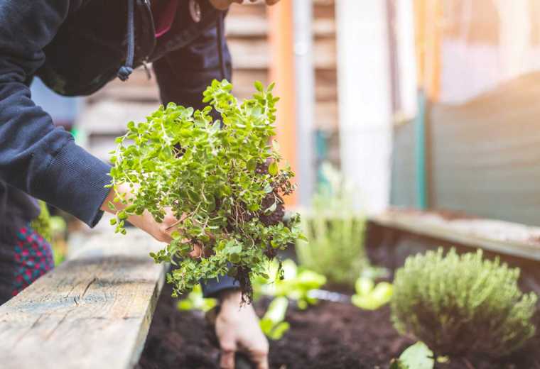 Gardening School