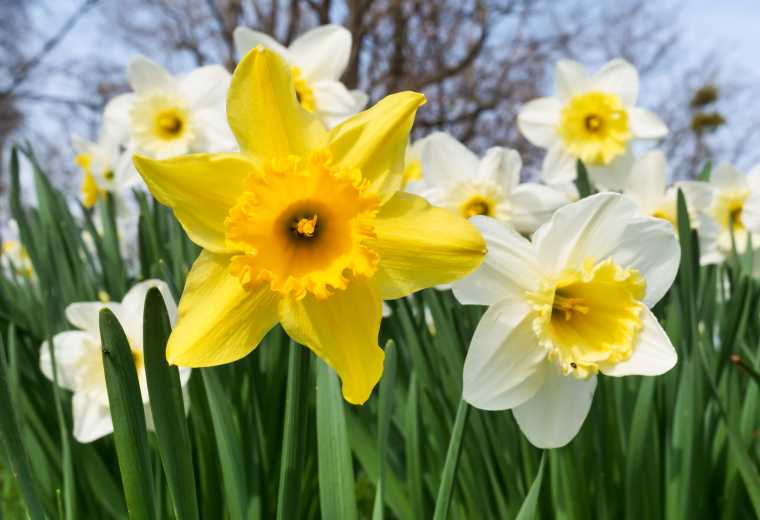 American Daffodil Society