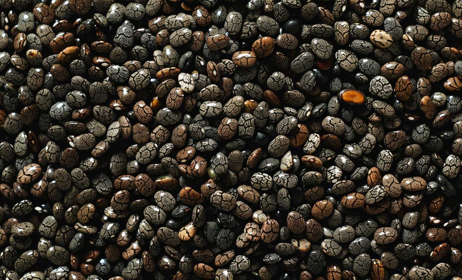 chia