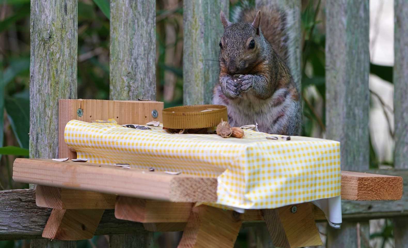 gardening with squirrels