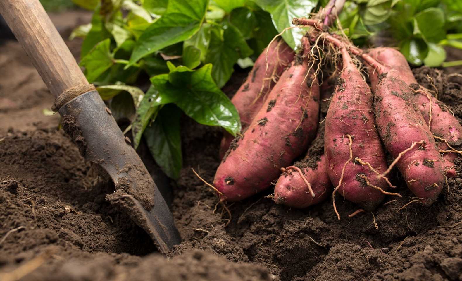 sweet potatoes