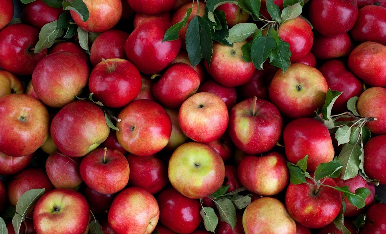 apples