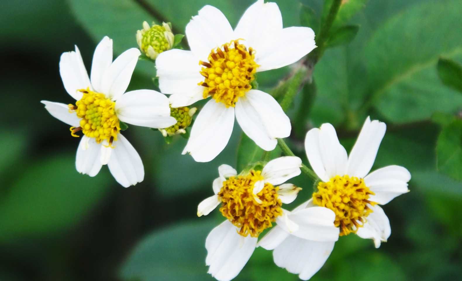 an image of Bidens alba flowering plant with yellow inside and white petals