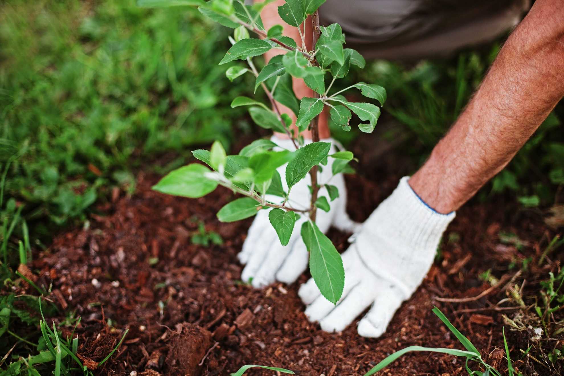 Plant America