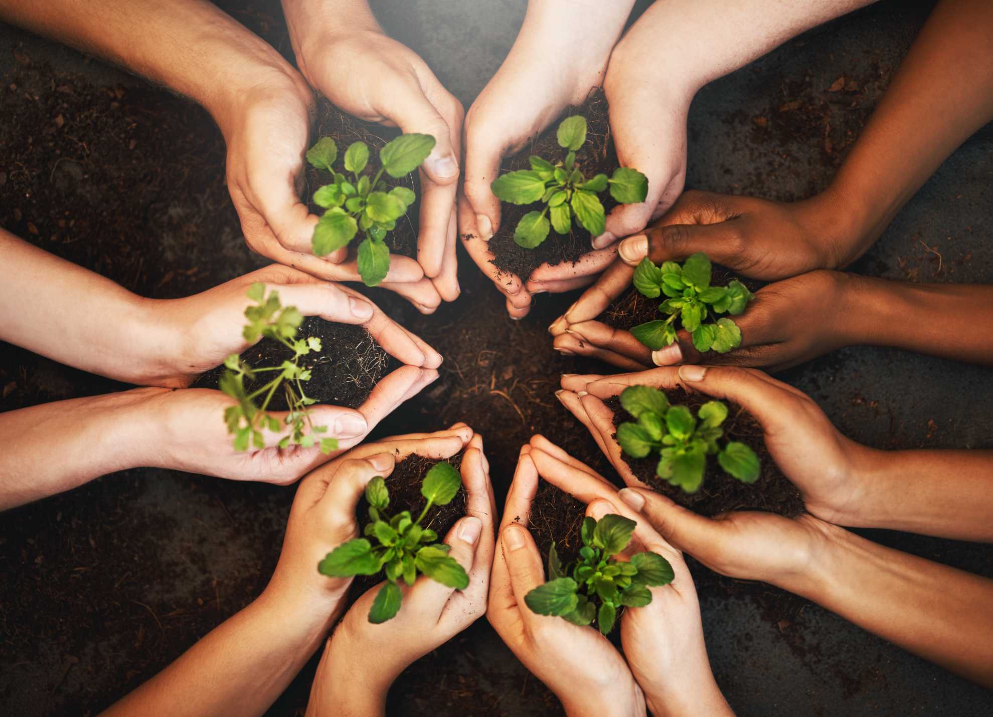 planting