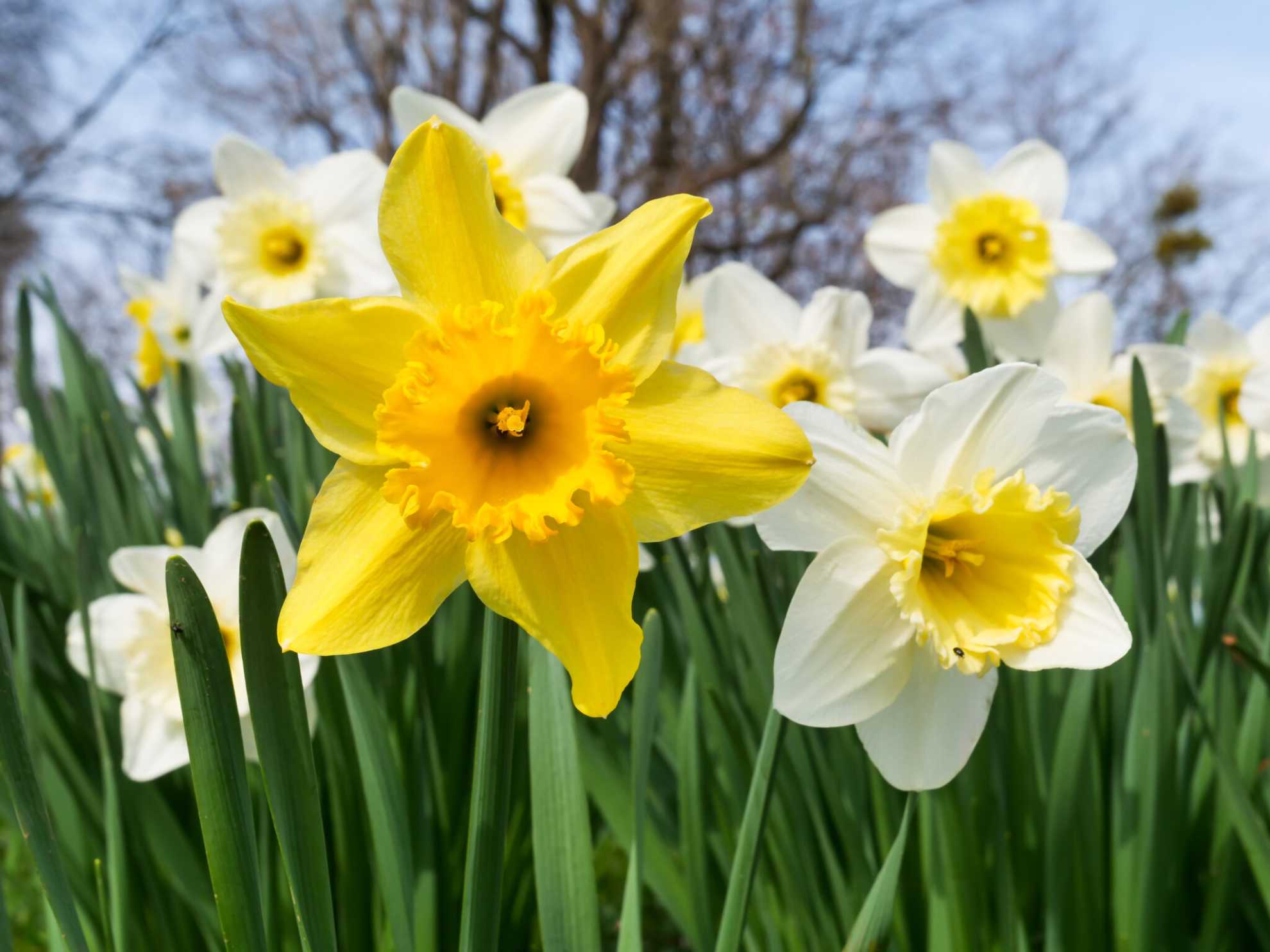 American Daffodil Society