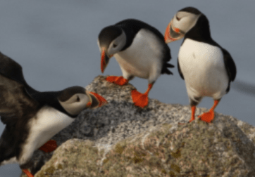 Puffins on a rock