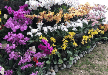 Design  Orchids from Peru