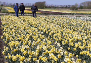 Flower Field of Plant America Daffodils