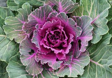 ornamental lettuce