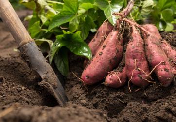 sweet potatoes