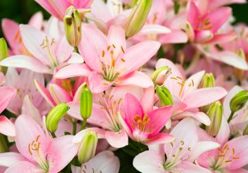 lillies