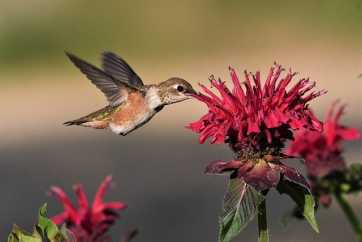 Hummingbirds are attracted to red, tubular flowers like those of bee balm (Monarda)