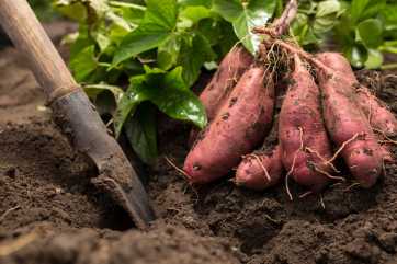 sweet potatoes