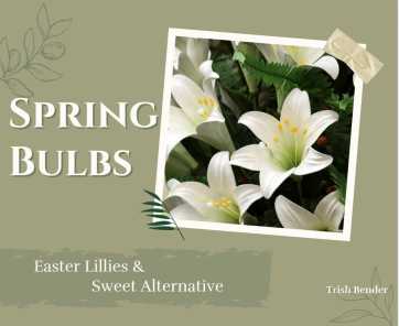 Lilies