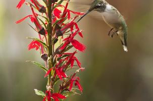 Hummingbird gathering nectar from a red lobelia plant