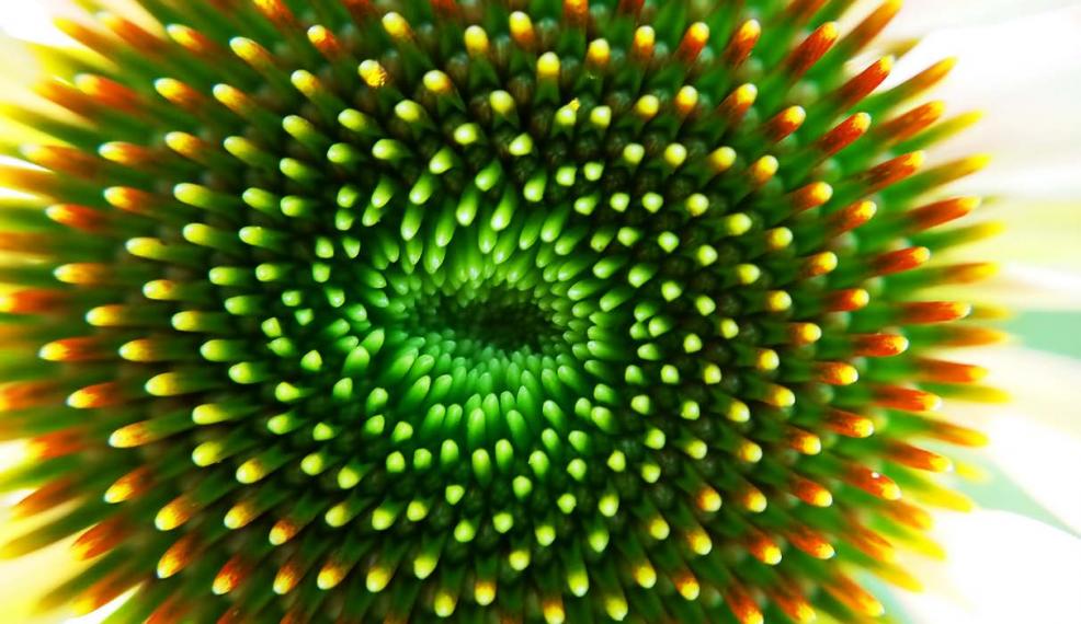 Close-up of green sunflower seeds in a spiral pattern