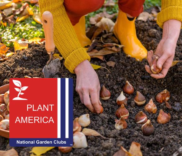 Plant America