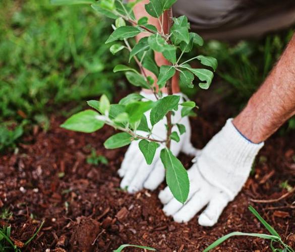 National Garden Week