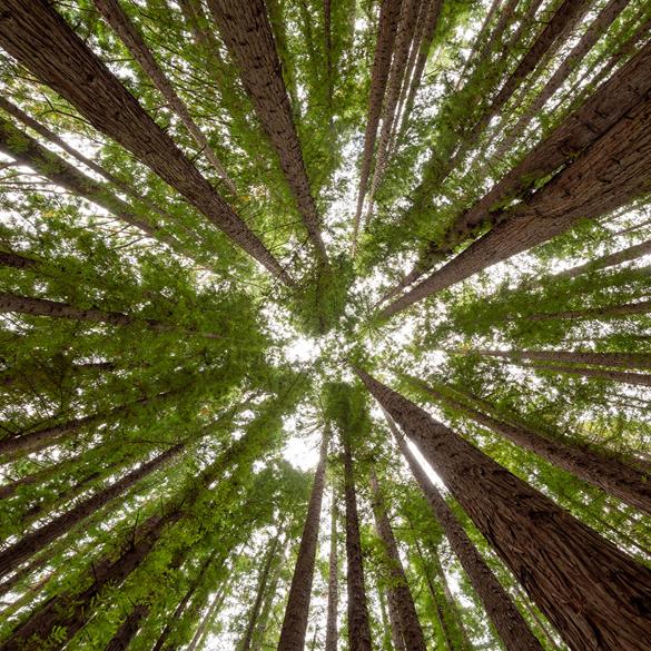What is Environmental School?