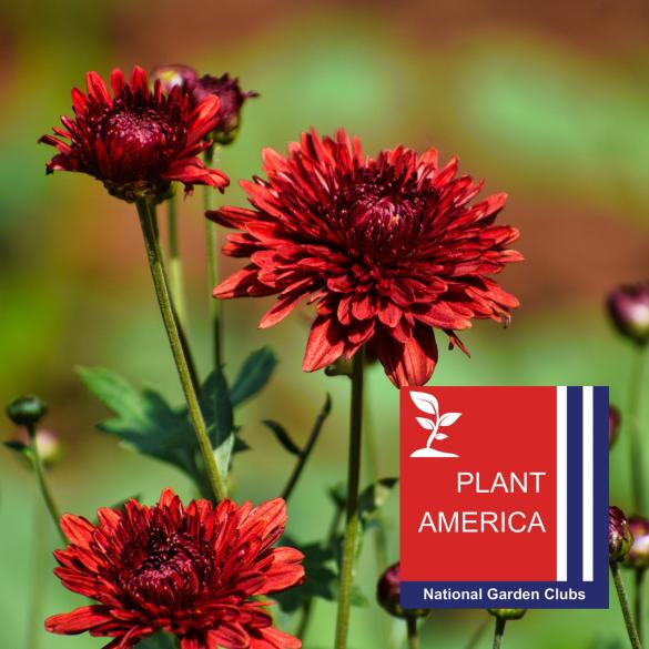Red mums with PLANT AMERICA Logo