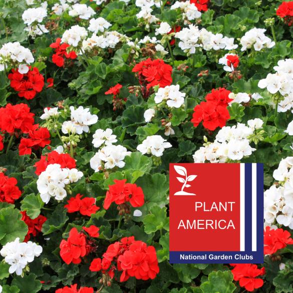 Red and white flowers with PLANT AMERICA logo