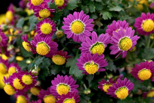 fall flowers