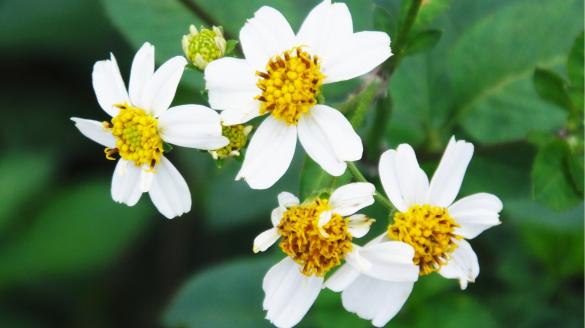 an image of Bidens alba flowering plant with yellow inside and white petals